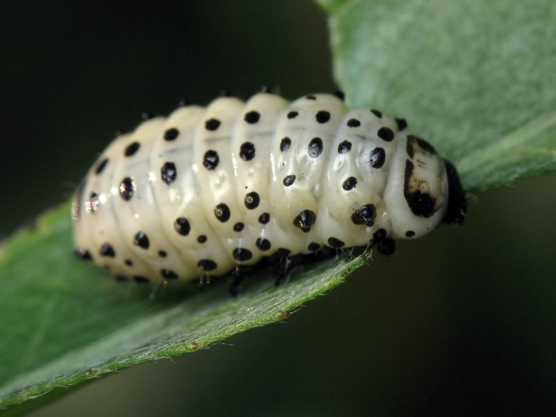 Chrysomela populi Linnaeus, 1758